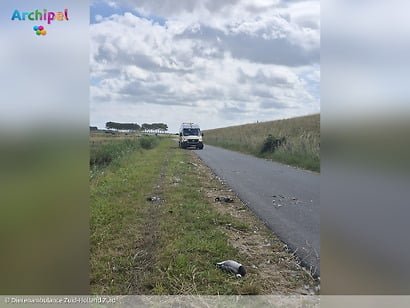 Twintig ganzen doodgereden langs Zuidweg in Ouddorp