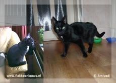 Gevonden en vermiste dieren week 7