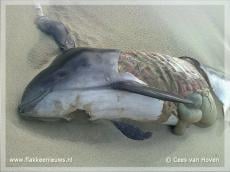 Grijze zeehonden hebben bruinvis op het menu