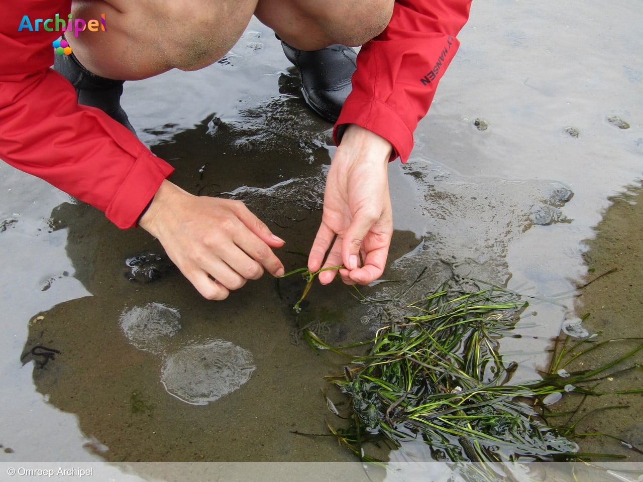 Onderzoekers testen of zeegras kan terugkeren