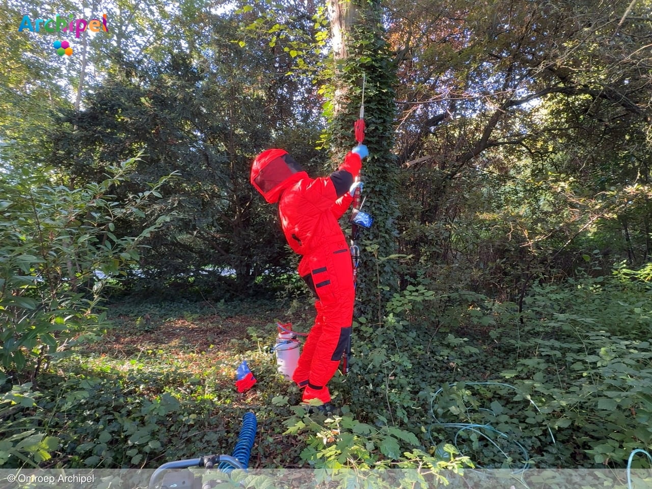 Camera, hengel en bestrijdingsmiddel: zo wordt een hoornaarsnest aangepakt