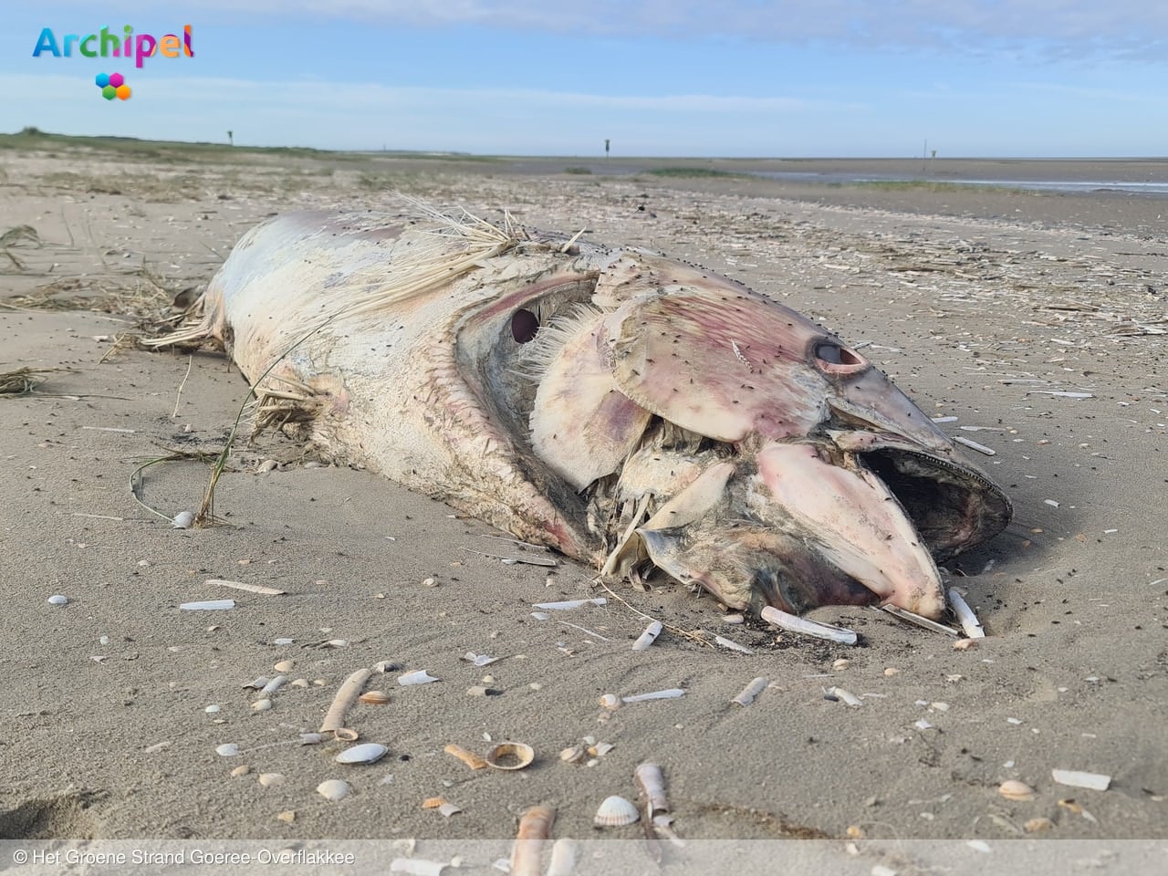 Dode tonijn van 2,3 meter gevonden op strand bij Kwade Hoek