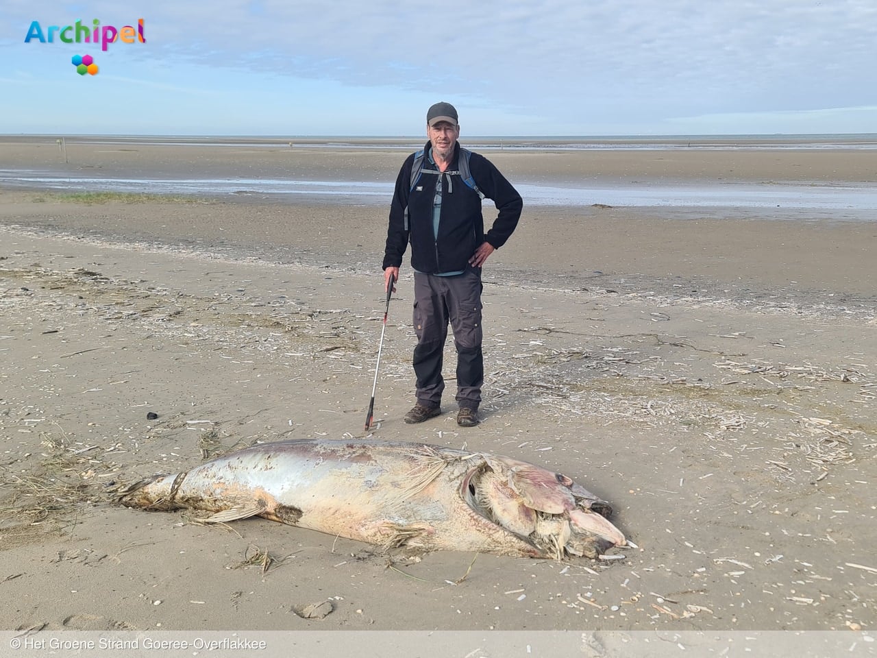 Dode tonijn van 2,3 meter gevonden op strand bij Kwade Hoek