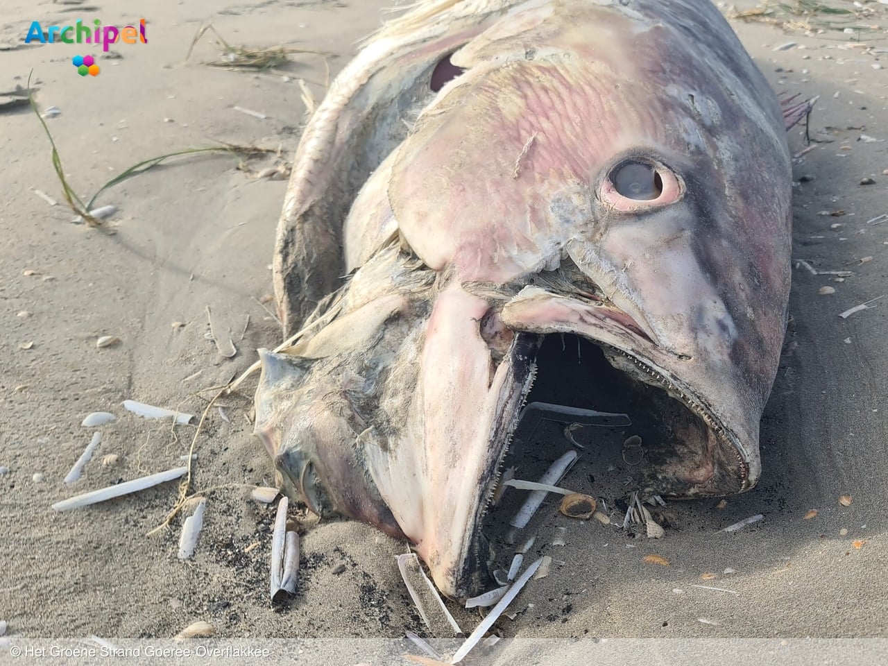Dode tonijn van 2,3 meter gevonden op strand bij Kwade Hoek