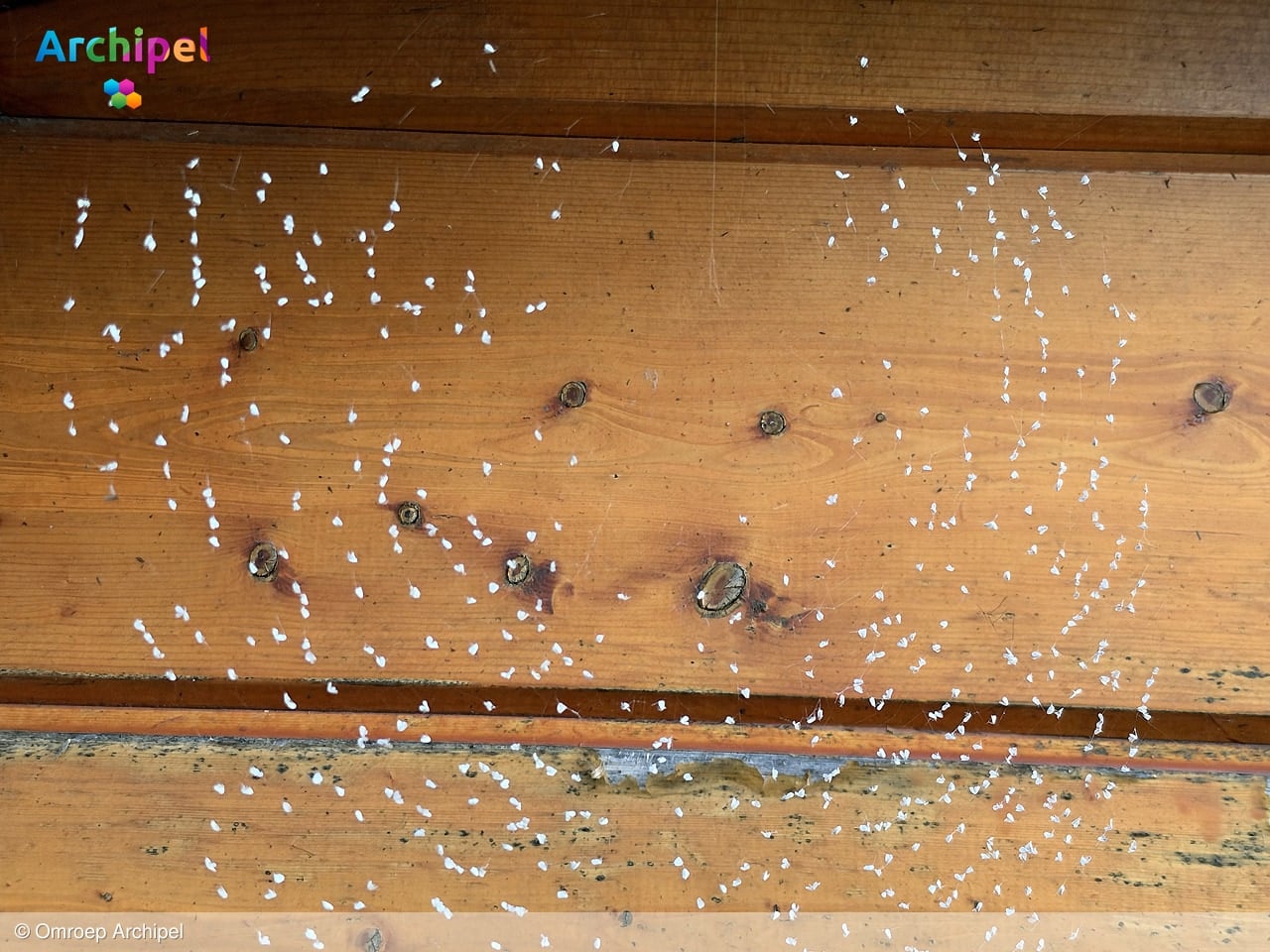 Honderden kleine witte vliegjes op Goeree-Overflakkee: wat zijn het?