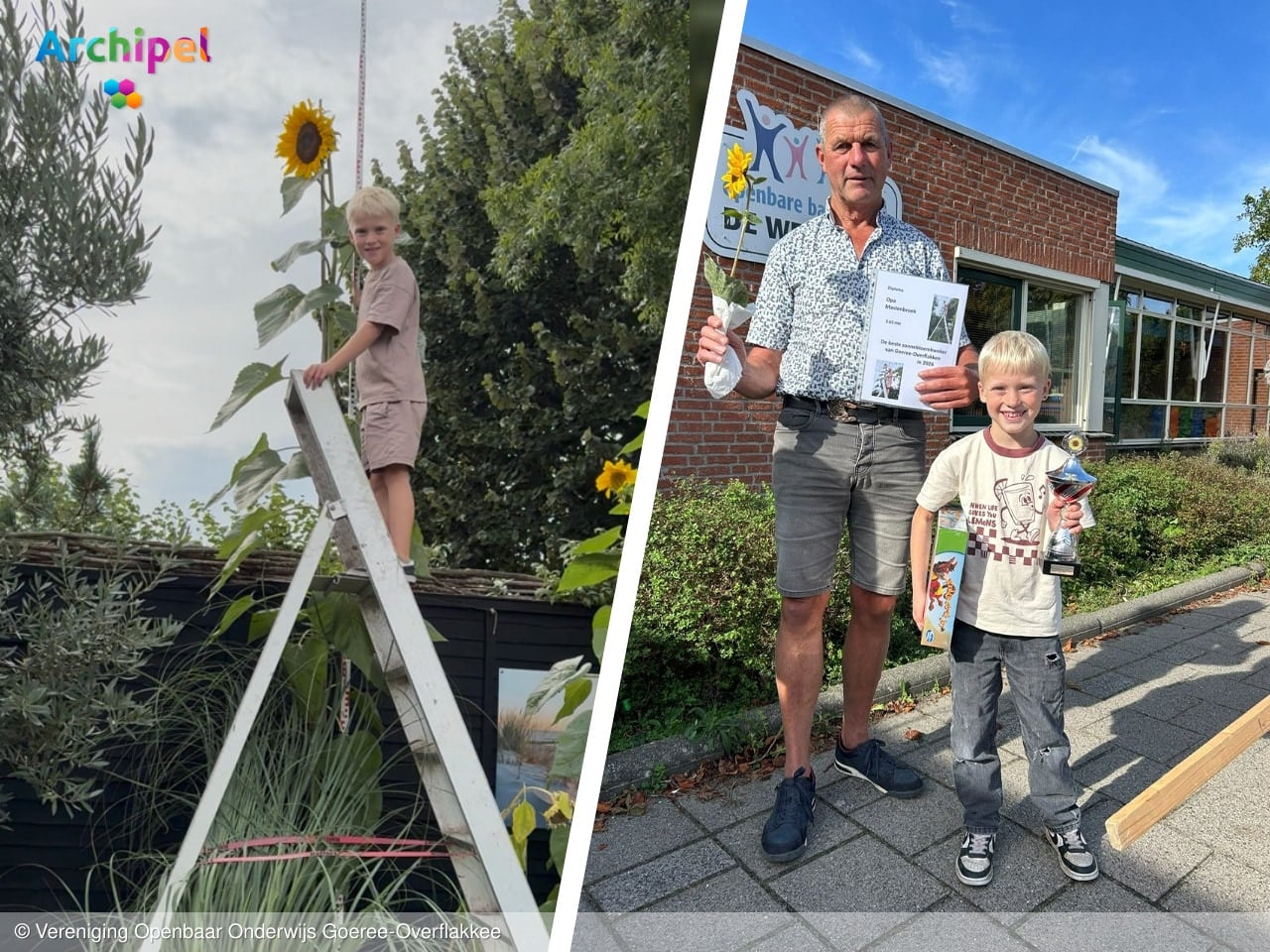 Kaj uit Ouddorp kweekt hoogste zonnebloem van het eiland