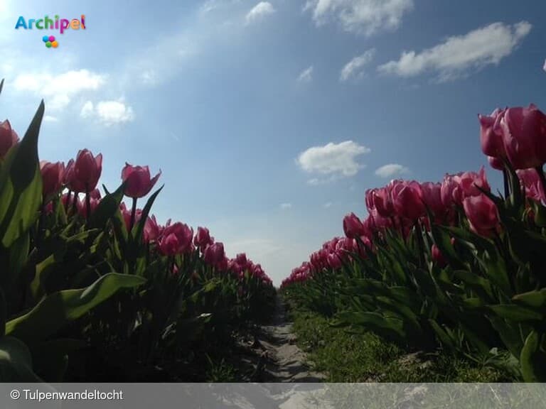 11e Tulpenwandeltocht met wederom 4 prachtige routes