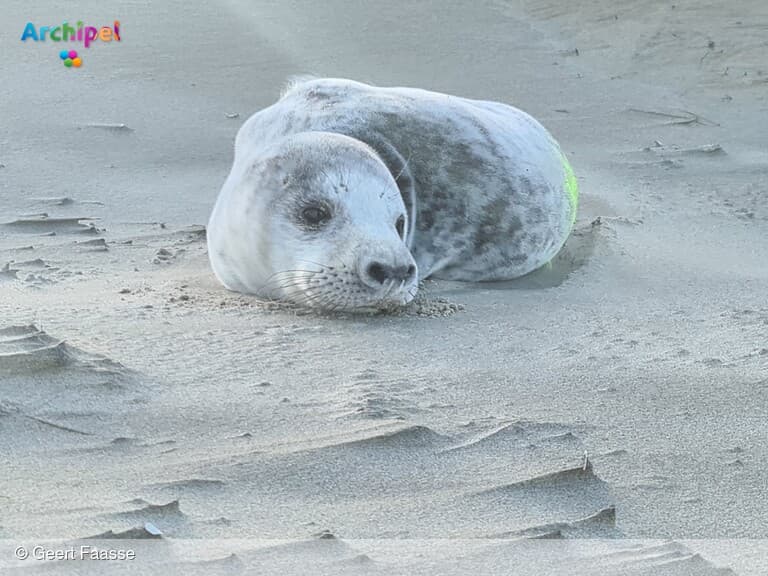 Presentatie over omgang met zeehonden op de Nederlandse stranden