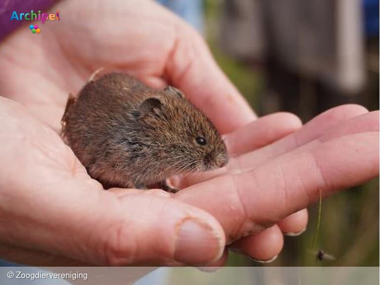 Ontdek de wereld van de woelmuis op Woelmuizendag