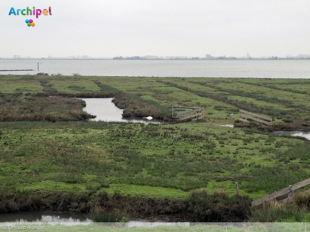 Vogelgriep rukt op: "Verspreiding gaat snel als dode zwanen blijven liggen"