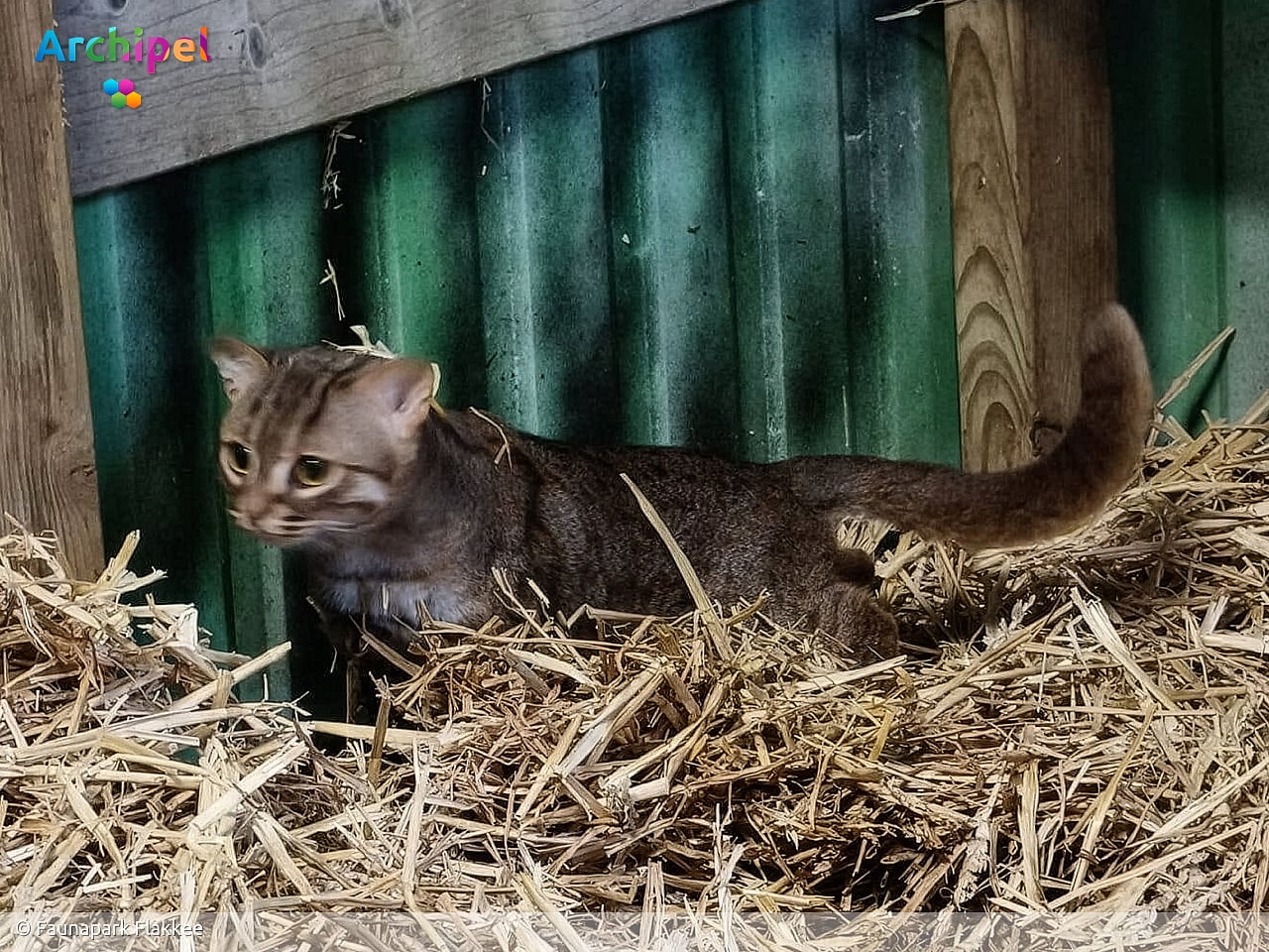 Faunapark vangt in beslaggenomen roestkat op
