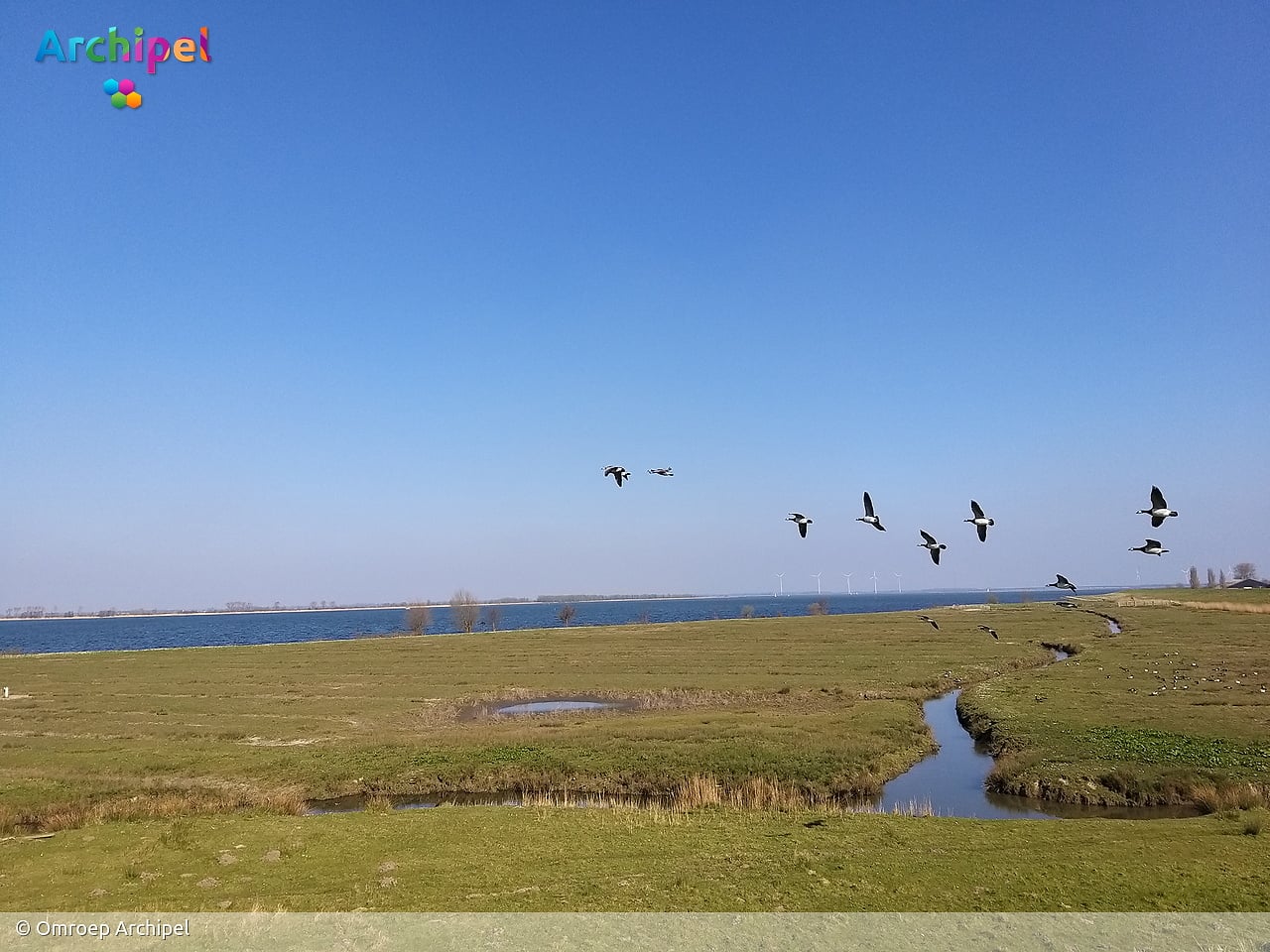 Lokale partijen in actie, waterschapsbelasting en kritiek op ganzenbeleid