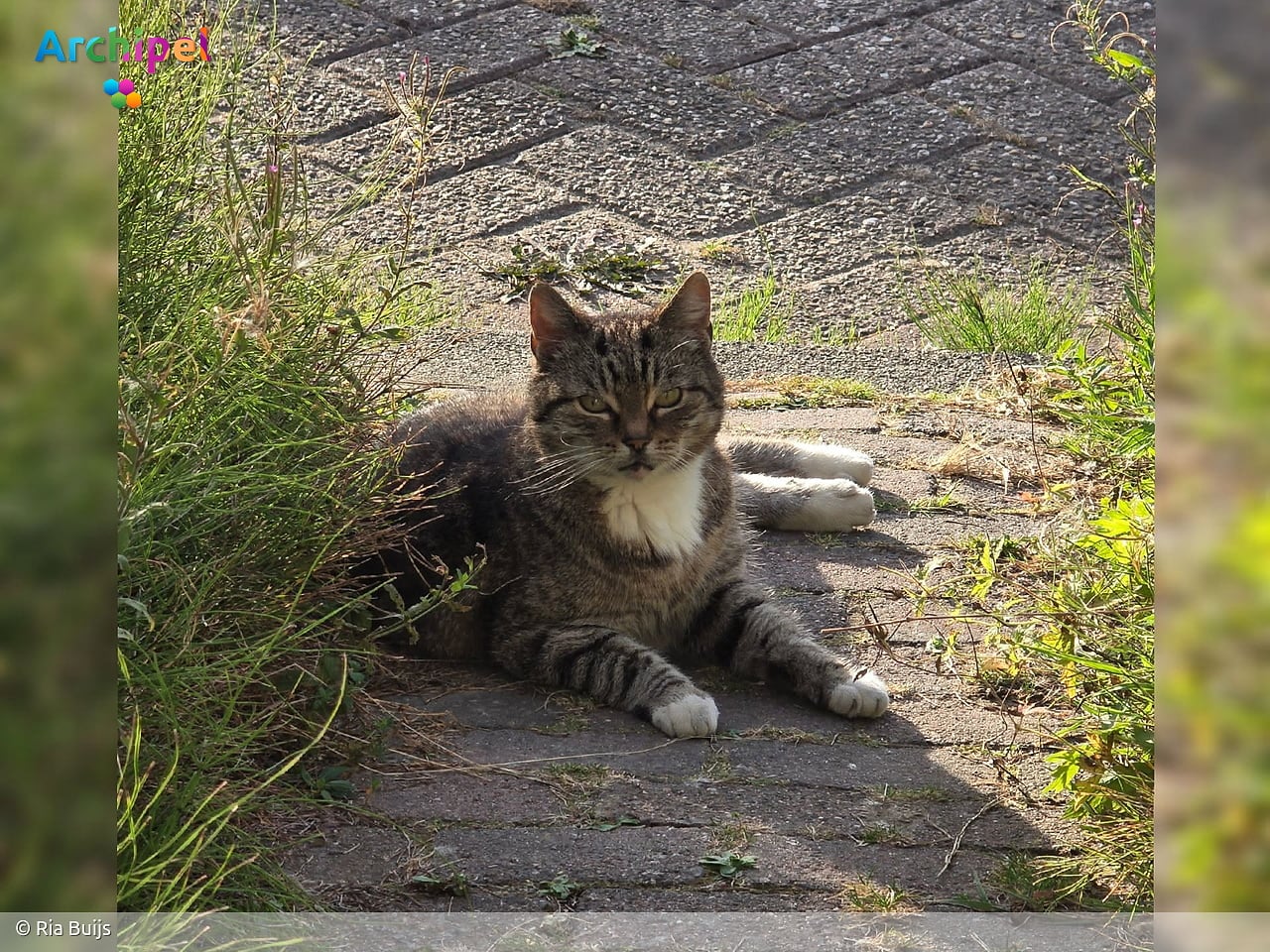 Poes Saartje doodgebeten door hond in Oude-Tonge