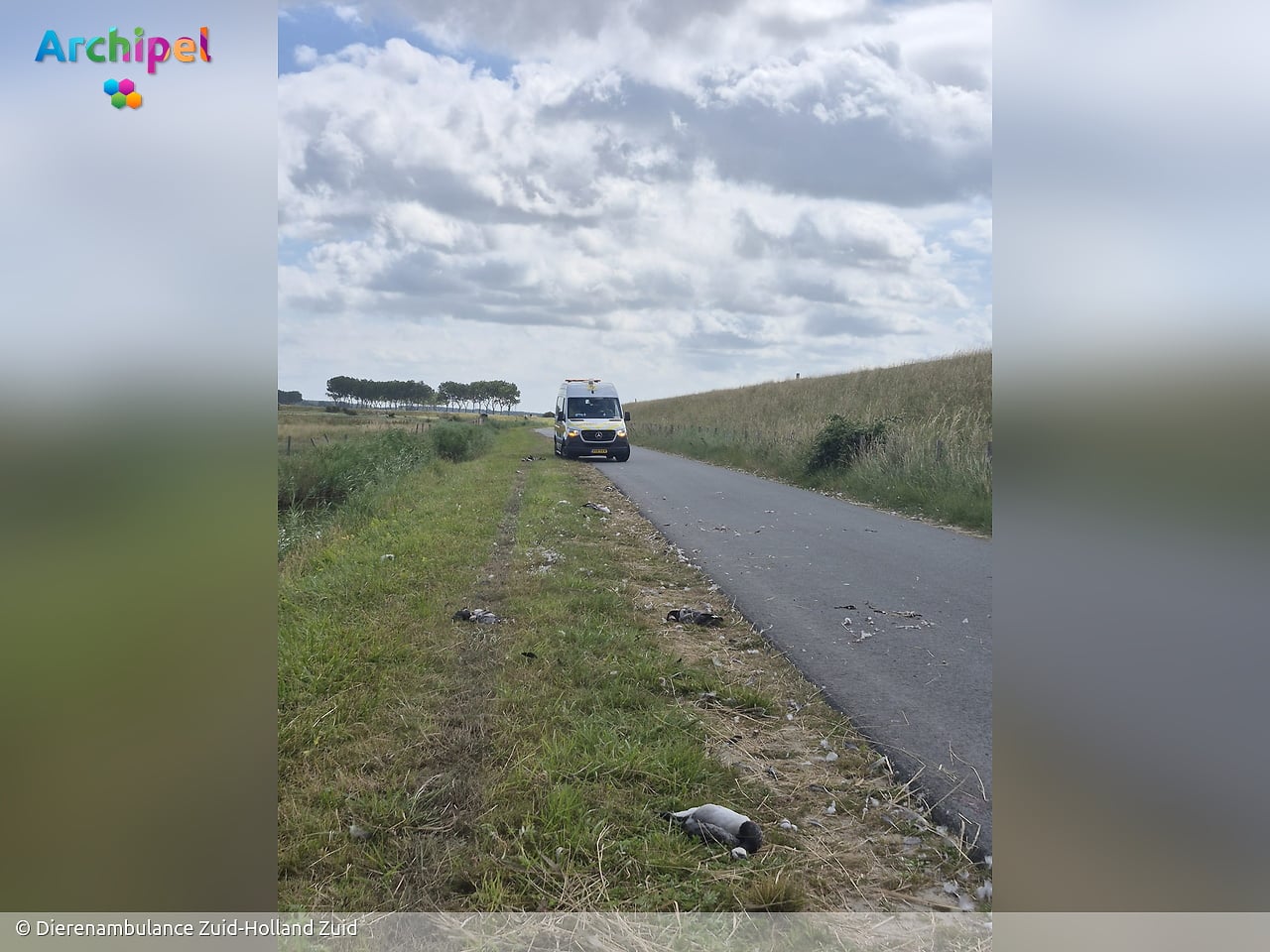 Twintig ganzen doodgereden langs Zuidweg in Ouddorp