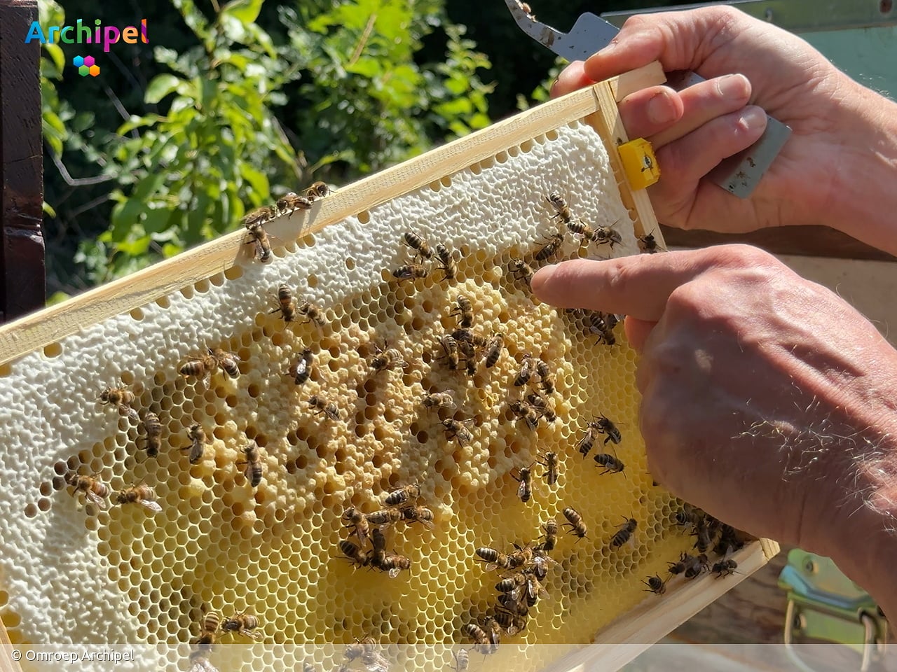 Imkers op Goeree-Overflakkee maken zich op voor oogst van zomerhoning
