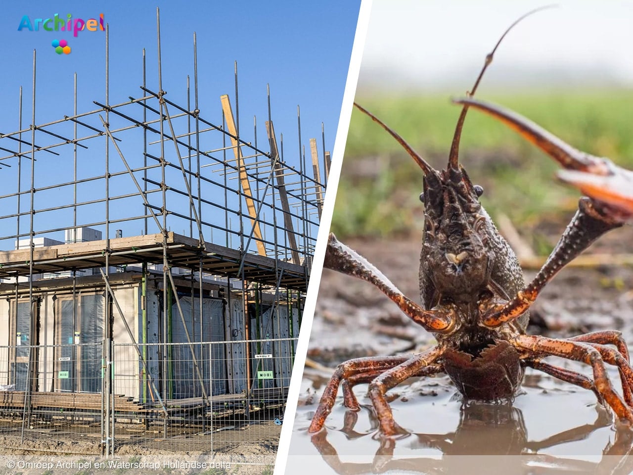 Politiek op donderdag: rivierkreeften, DHL-overlast en woningbouw